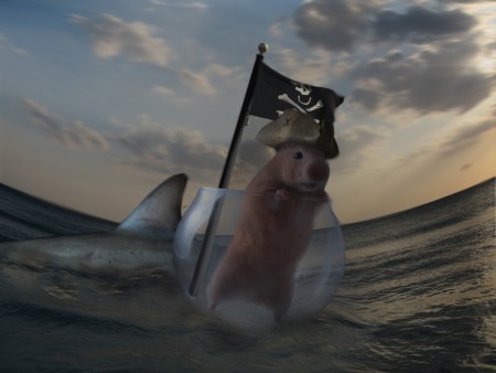 rato do caribe